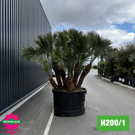 Palmier Nain Chamaerops Humilis Multi Troncs Hauteur Totale 230 250