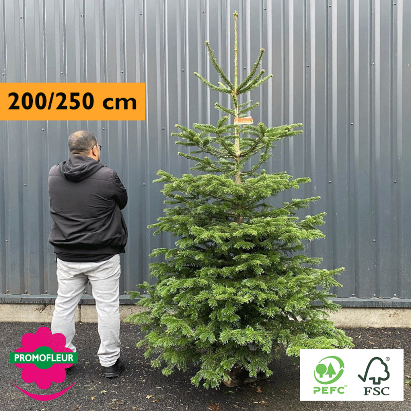 Sapin de Noël coupé Nordmann Buche inclus