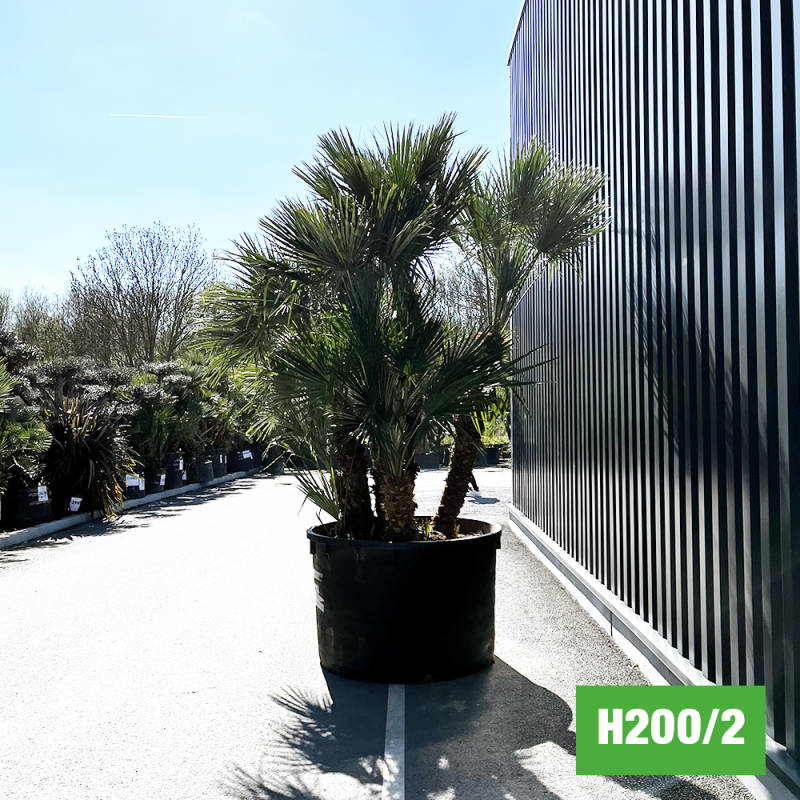 Palmier Nain Chamaerops Humilis Multi Troncs Hauteur Totale 300 Cm Avec Pot H200 2