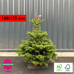 Sapin de Noël coupé Nordmann (Buche inclus !) (Ruban rouge - 100/125 cm)