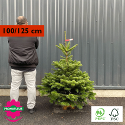 Sapin de Noël coupé Nordmann (Buche inclus !) (Ruban jaune - 100/125 cm) / Comparatif taille