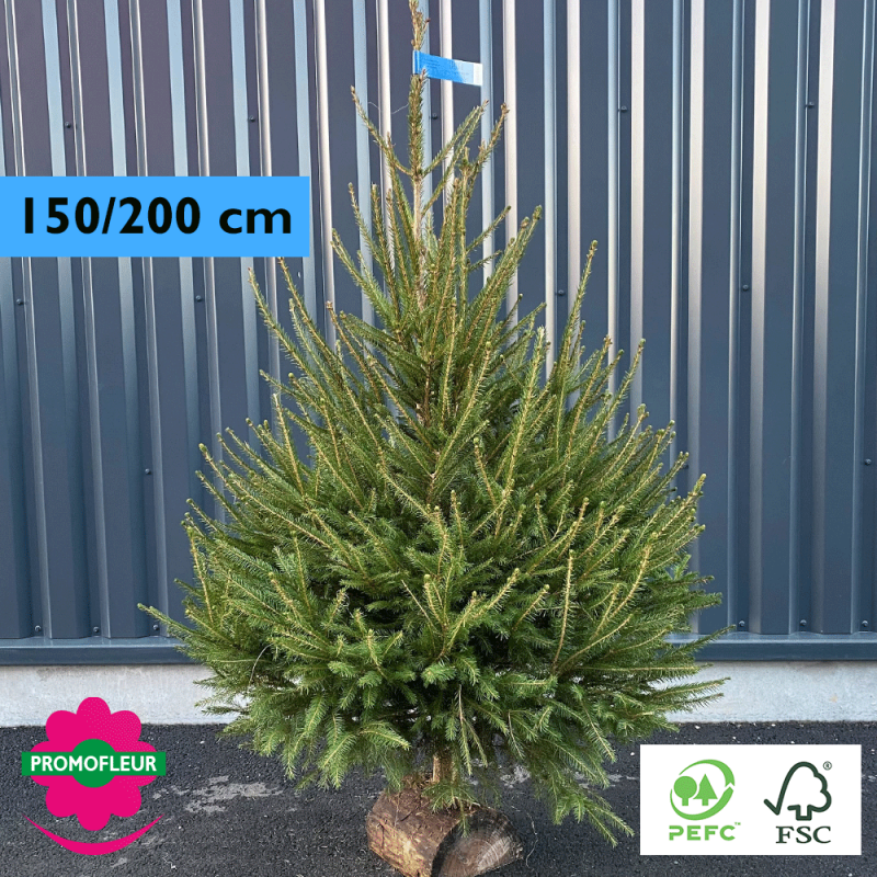 Sapin de Noël coupé Epicéa H.200/250 cm (Buche inclus !) - Promofleur Champagne-sur-Oise