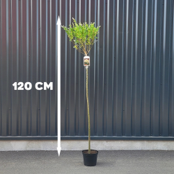 Saule crevette (Salix integra 'Hakuro-nishiki') - Hauteur 120 cm - Promofleur Champagne-sur-Oise