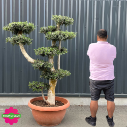 Olivier Plateau Pot Bonzaï hauteur 170/180 cm feuillage taillé en nuages - Promofleur Champagne-sur-Oise (comparatif taille)