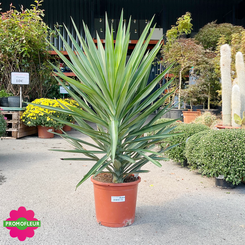 Yucca elephantipes 'Emilia' Hauteur 120 cm avec pot - Promofleur Champagne-sur-Oise