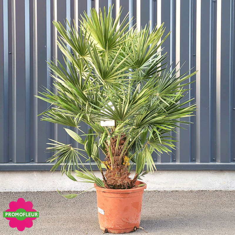 Palmier Nain Chamaerops Humilis H.120/130 cm - Promofleur Champagne sur Oise (1)