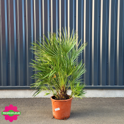 Palmier Nain Chamaerops Humilis H.120/130 cm - Promofleur Champagne sur Oise (2)