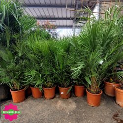 Ensemble de Palmiers Nains Chamaerops Humilis H.120/130 cm - Promofleur Champagne sur Oise (1)