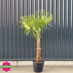 Palmier Trachycarpus Fortunei H.160/180 cm Stipe 60/80 cm - Promofleur Champagne-sur-Oise