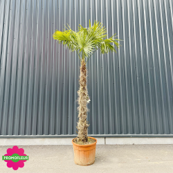 Palmier Trachycarpus Fortunei H.250/275 cm Stipe 140/160 cm - Promofleur Champagne-sur-Oise