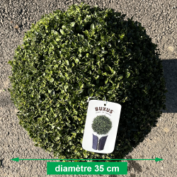 Buis Boule Ø 35 cm - Promofleur Champagne-sur-Oise