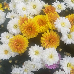 Chrysanthèmes pomponnettes multicolores violet / jaune / blanc - Gros plan - Promofleur Persan (95340) - (2)