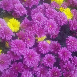 Chrysanthèmes pomponnettes multicolores violet / jaune - Gros plan - Promofleur Persan (95340) - (1)