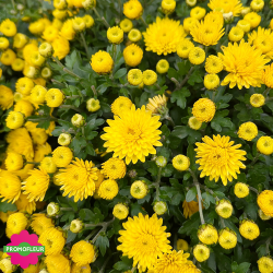 Chrysanthèmes vivaces pomponnettes unicolores jaunes - Toussaint 2024