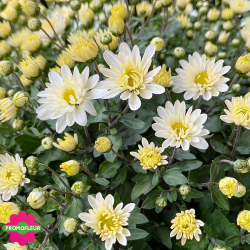 Chrysanthèmes vivaces pomponnettes unicolores blancs - Toussaint 2024