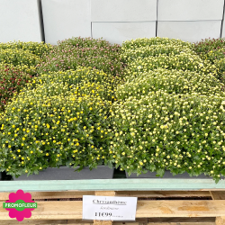 Jardinière Chrysanthèmes vivaces pomponnettes unicolores - Toussaint 2024 - Promofleur Champagne-sur-Oise