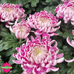 Chrysanthèmes vivaces grosses têtes roses claires - Toussaint 2024 - Promofleur Champagne-sur-Oise