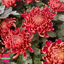 Chrysanthèmes vivaces grosses têtes rouges - Toussaint 2024 - Promofleur Champagne-sur-Oise