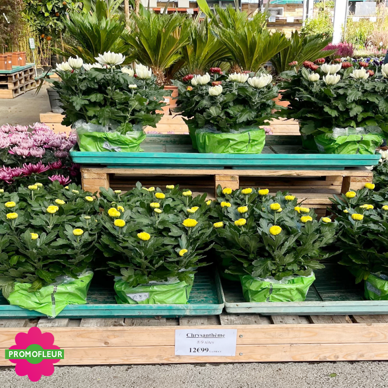 Chrysanthèmes vivaces grosses têtes unicolores - Toussaint 2024 - Promofleur Champagne-sur-Oise