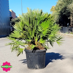 Palmier Chamaerops Humilis 'Vulcano' Hauteur 100 cm avec son pot - Promofleur Champagne-sur-Oise