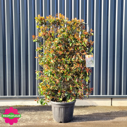 Photinia 'Magical Volcano' Palissade Hauteur 200 cm avec pot - Promofleur Champagne-sur-Oise