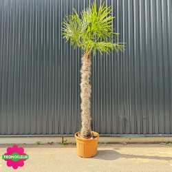 Palmier Trachycarpus Fortunei H.280/300 cm Stipe 180/200 cm - Promofleur Champagne-sur-Oise (1)