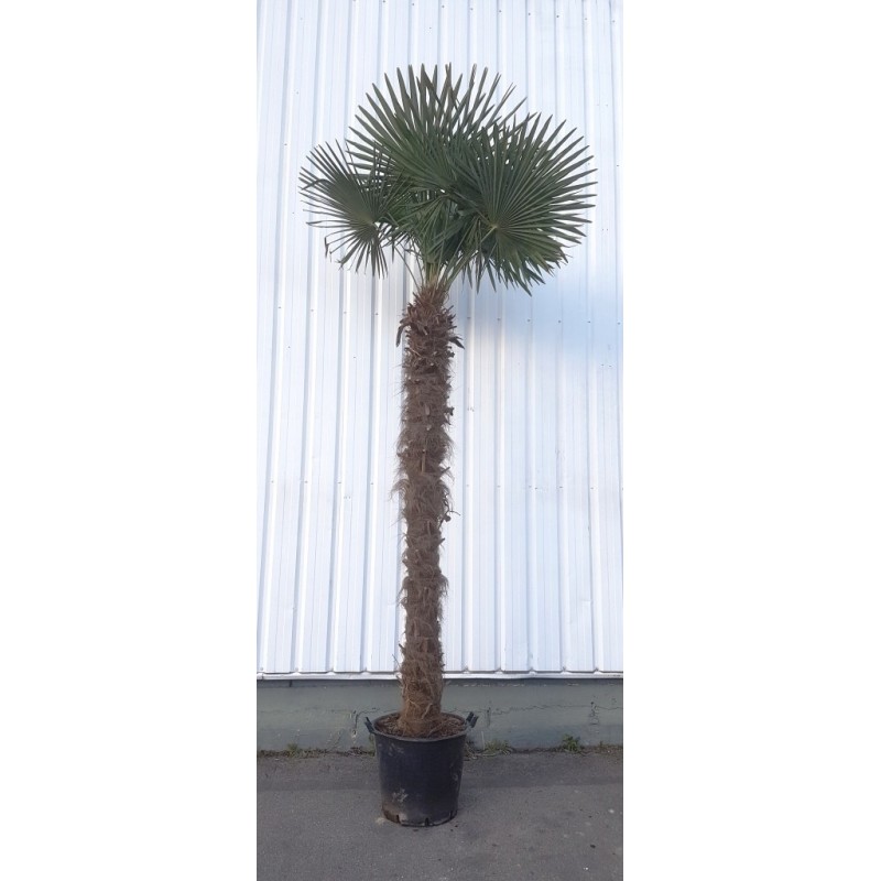 Palmier Trachycarpus Fortunei H 350 Cm Stipe 180 0 Cm