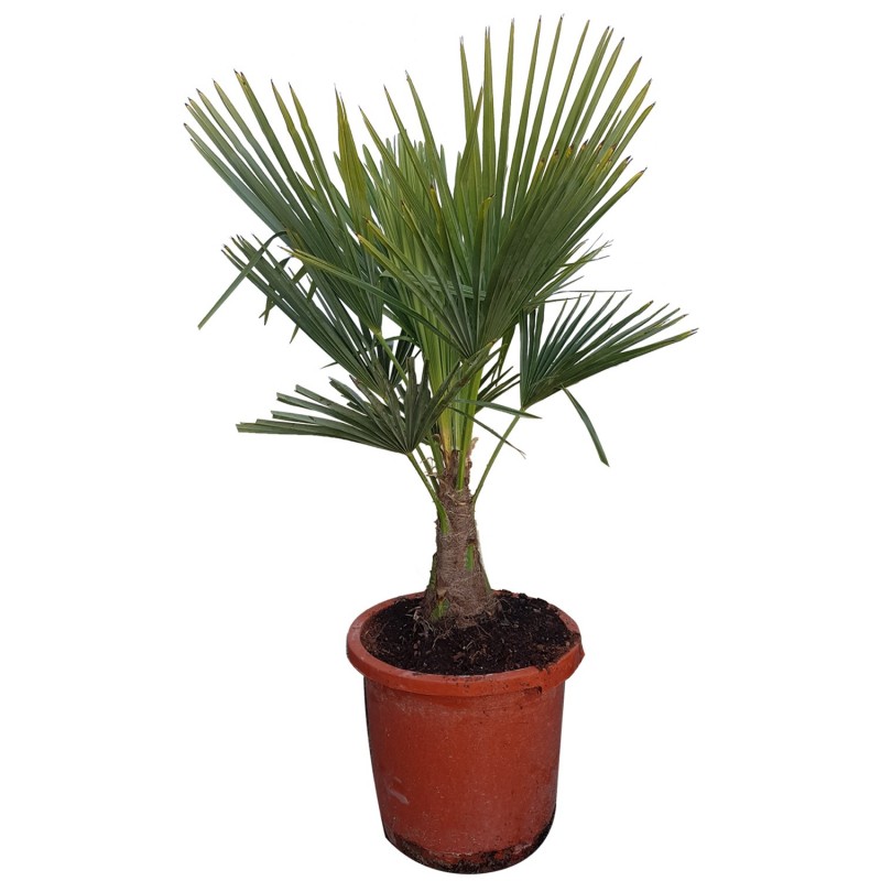 Palmier Trachycarpus Fortunei H 1 Cm Stipe 30 Cm